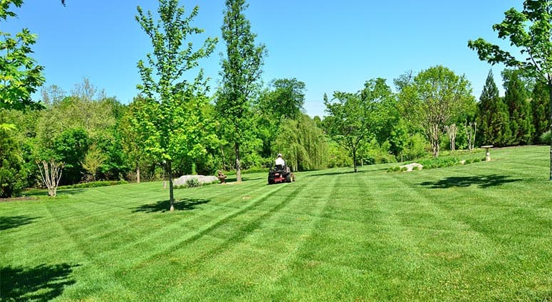 how to start a lawn care company