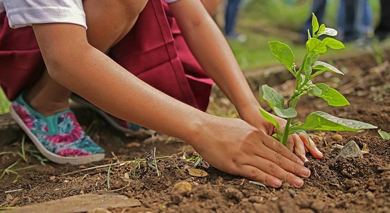 how to start a tree care company