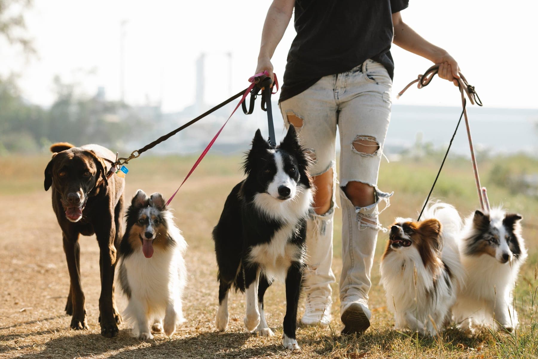 how to start a Dog Walking company