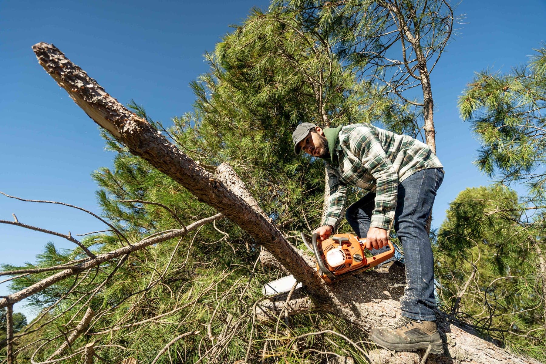 Tree Arborists at work, the trade Servgrow tree service software is built for