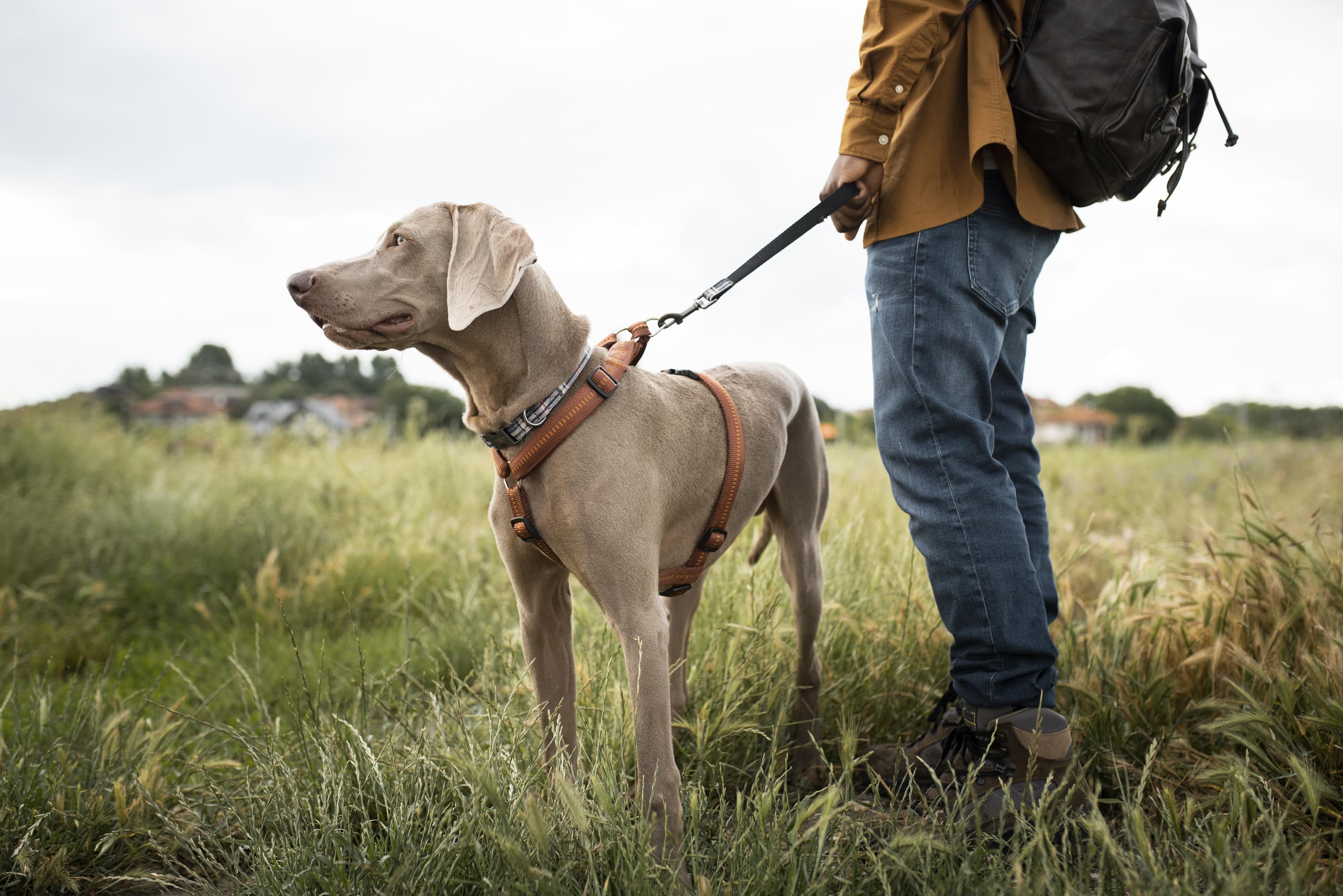 Dog Walking pros at work, the trade Servgrow dog walking software is built for
